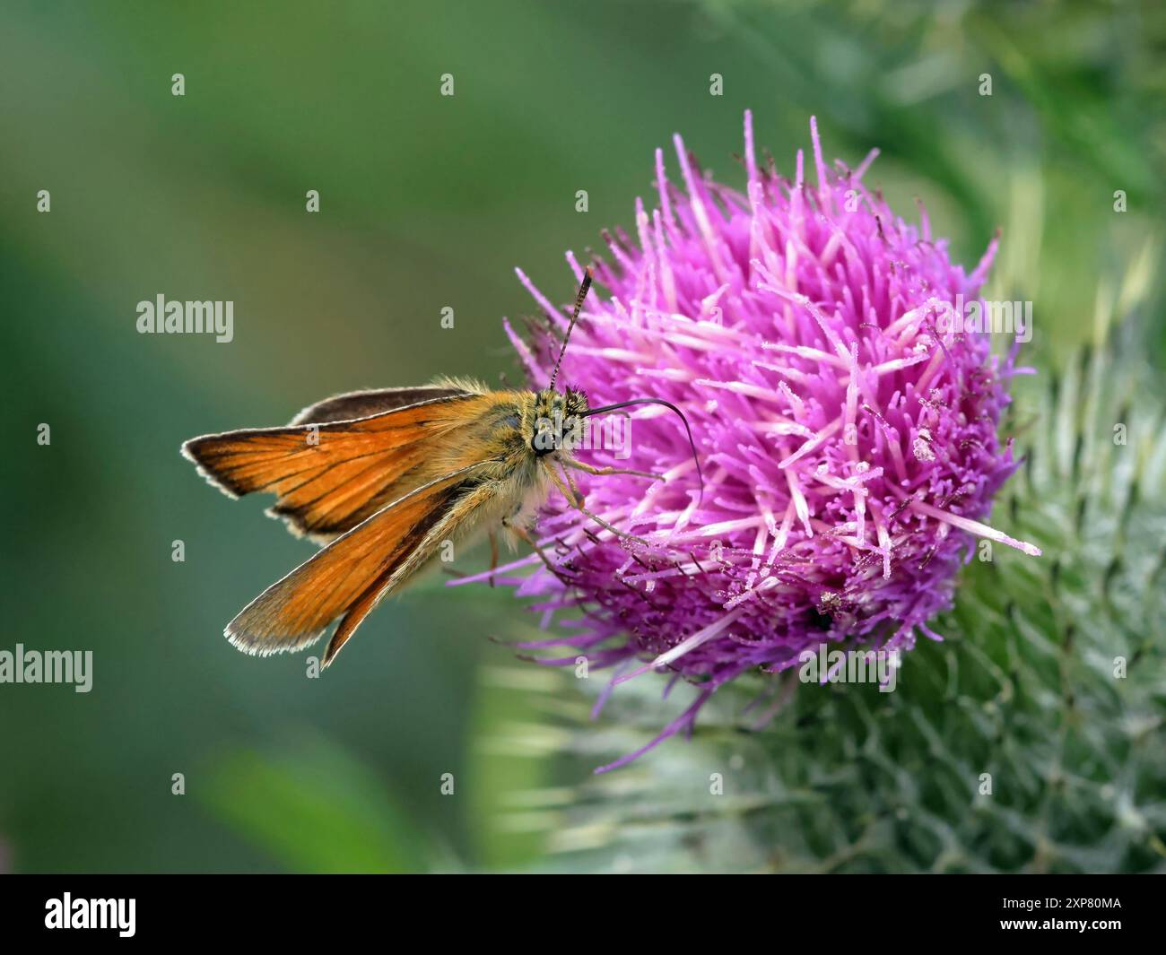 Una farfalla Skipper di grandi dimensioni (Ochlodes Venatus) Foto Stock