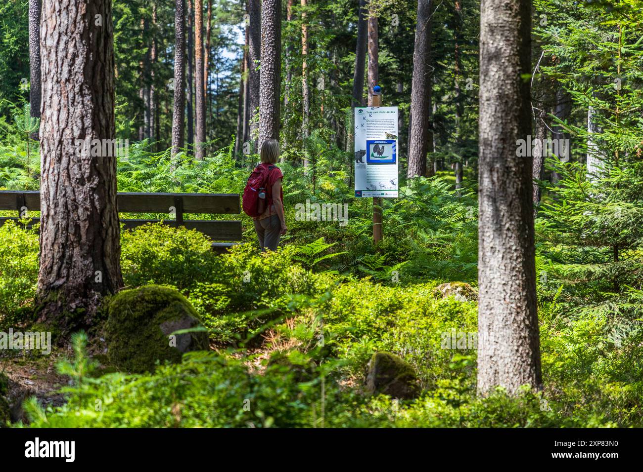 Blaubeerpfad bei Enzklösterle fornisce consigli e ricette sui mirtilli selvatici. Il «villaggio dei mirtilli» nella Foresta Nera settentrionale è famoso per i suoi cespugli di mirtilli selvatici nelle foreste di abeti circostanti e ospita una settimana annuale dei mirtilli con festeggiamenti ed escursioni lungo i 12,7 km di sentiero dei mirtilli. Sentiero escursionistico mirtilli, Enzklösterle, Baden-Württemberg, Germania Foto Stock
