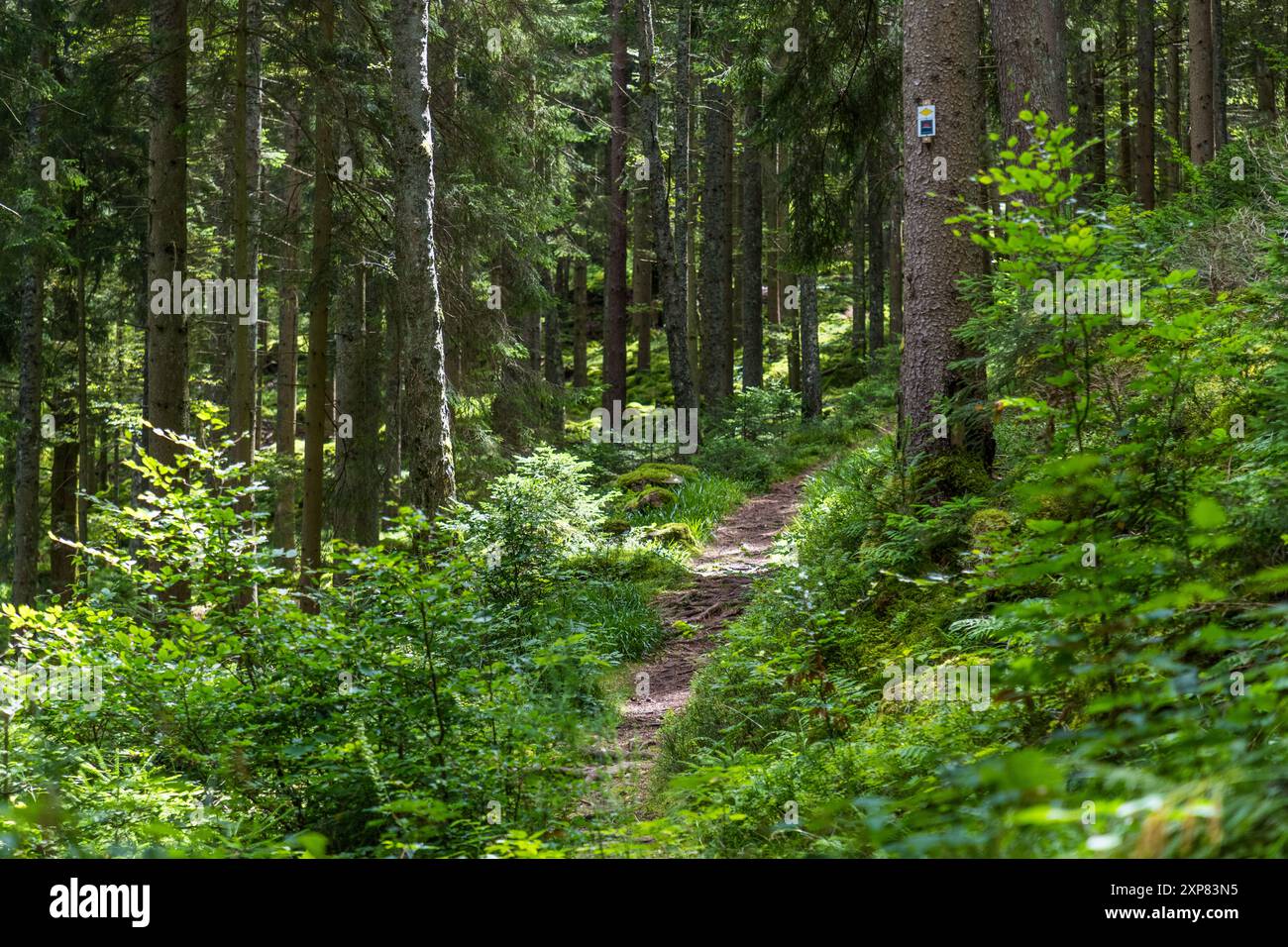 Foresta di abeti vicino a Enzklösterle. Il "villaggio dei mirtilli" nella Foresta Nera settentrionale è famoso per i suoi cespugli di mirtilli selvatici nelle foreste di abeti circostanti e ospita una settimana annuale di mirtilli con festeggiamenti ed escursioni lungo i 12,7 km di sentiero dei mirtilli. Sentiero escursionistico mirtilli, Enzklösterle, Baden-Württemberg, Germania Foto Stock