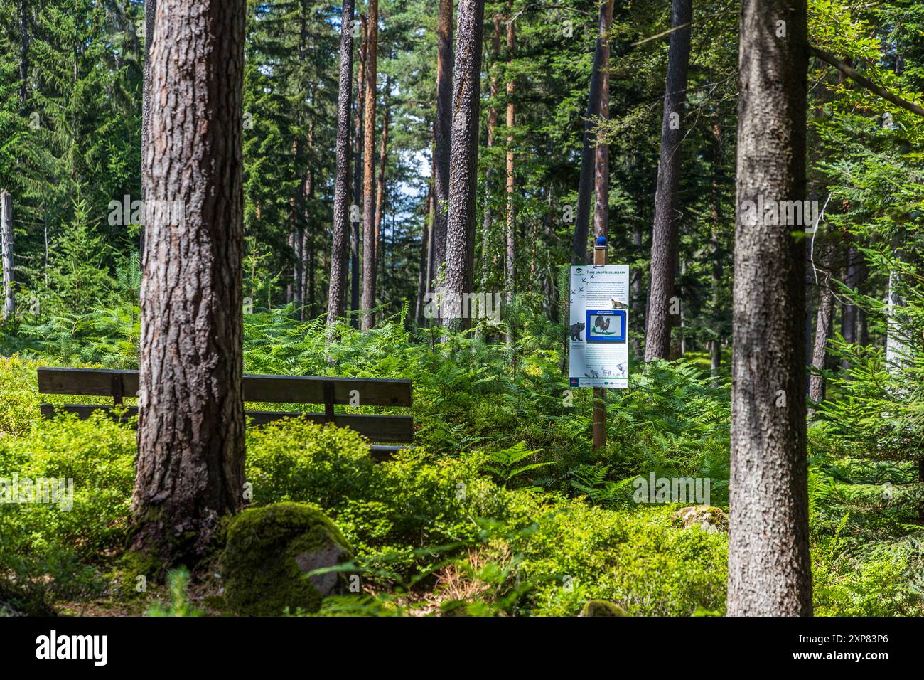 Blaubeerpfad bei Enzklösterle fornisce consigli e ricette sui mirtilli selvatici. Il «villaggio dei mirtilli» nella Foresta Nera settentrionale è famoso per i suoi cespugli di mirtilli selvatici nelle foreste di abeti circostanti e ospita una settimana annuale dei mirtilli con festeggiamenti ed escursioni lungo i 12,7 km di sentiero dei mirtilli. Sentiero escursionistico mirtilli, Enzklösterle, Baden-Württemberg, Germania Foto Stock