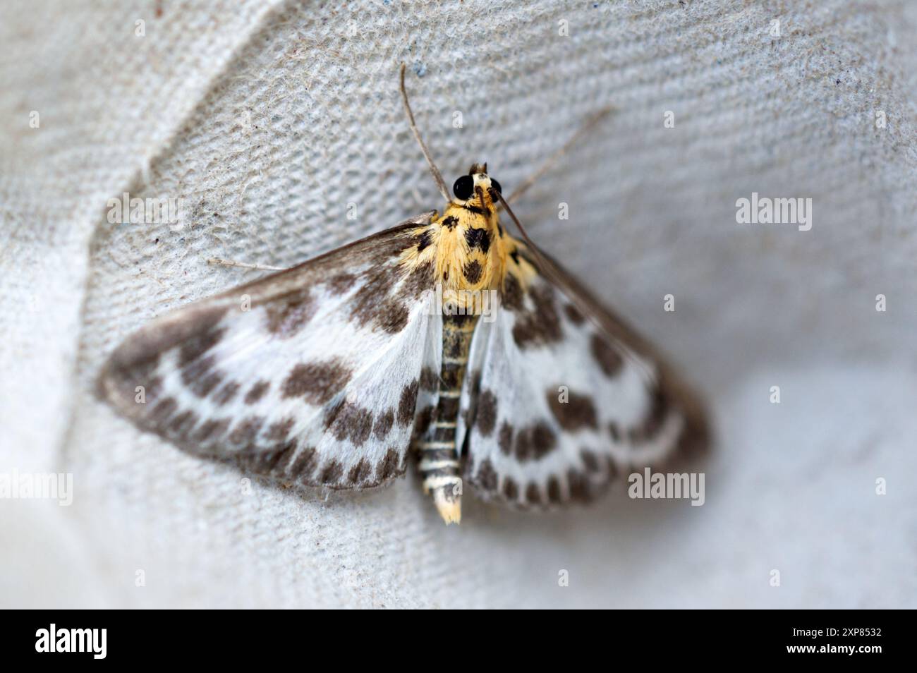 Piccola falena Magpie (Anania hortulata). Foto Stock