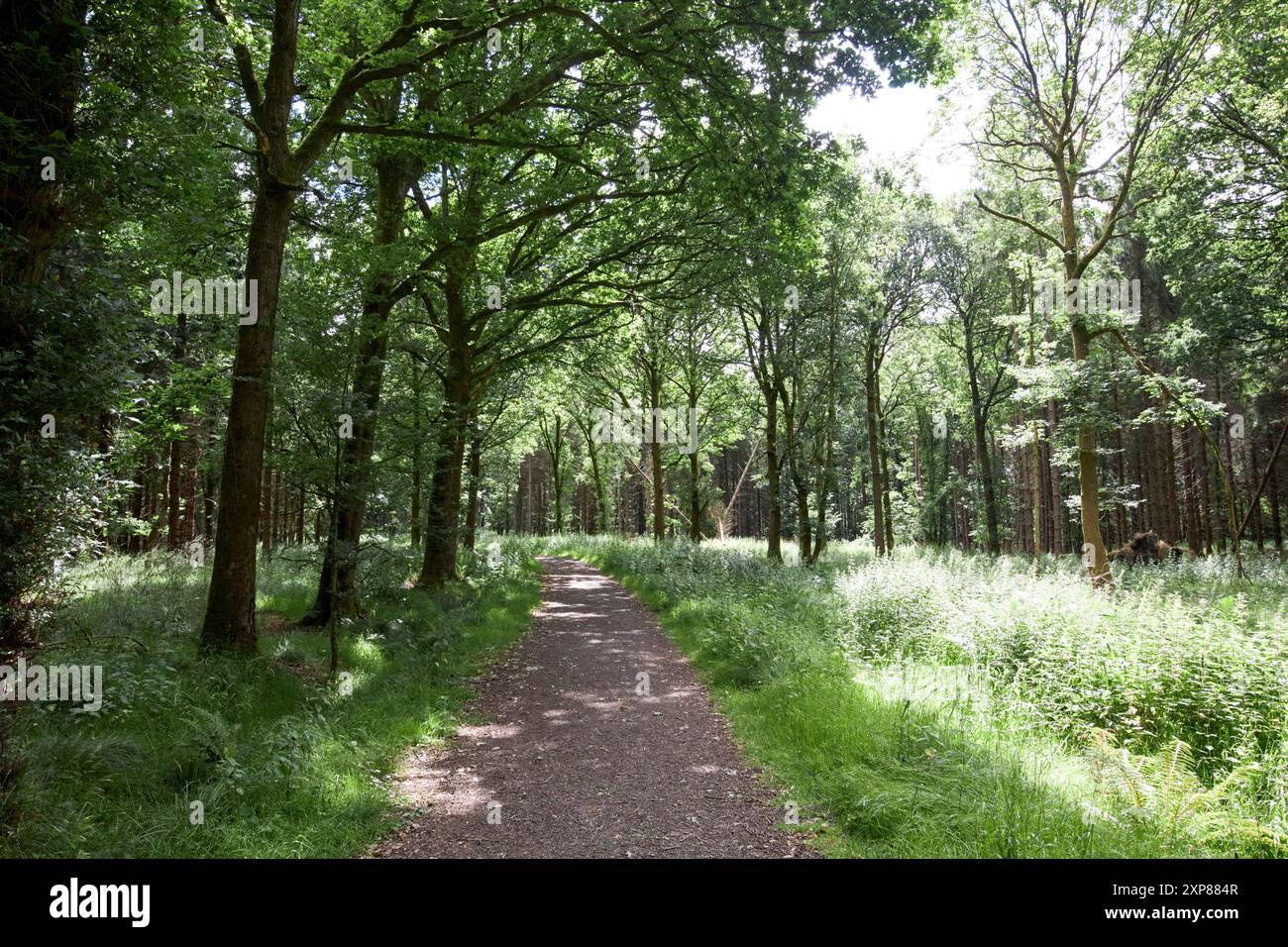 percorso attraverso la foresta di randalstown randalstown county antrim, irlanda del nord, regno unito Foto Stock