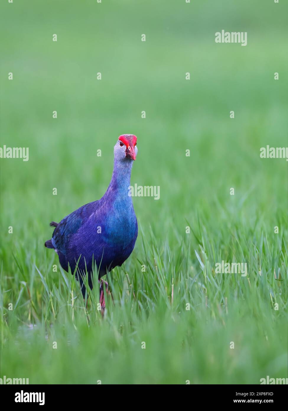 La palude viola o la palude dalla testa grigia, si trova in Medio Oriente, attraverso il subcontinente indiano fino alla Cina meridionale e alla Thailandia settentrionale. Foto Stock