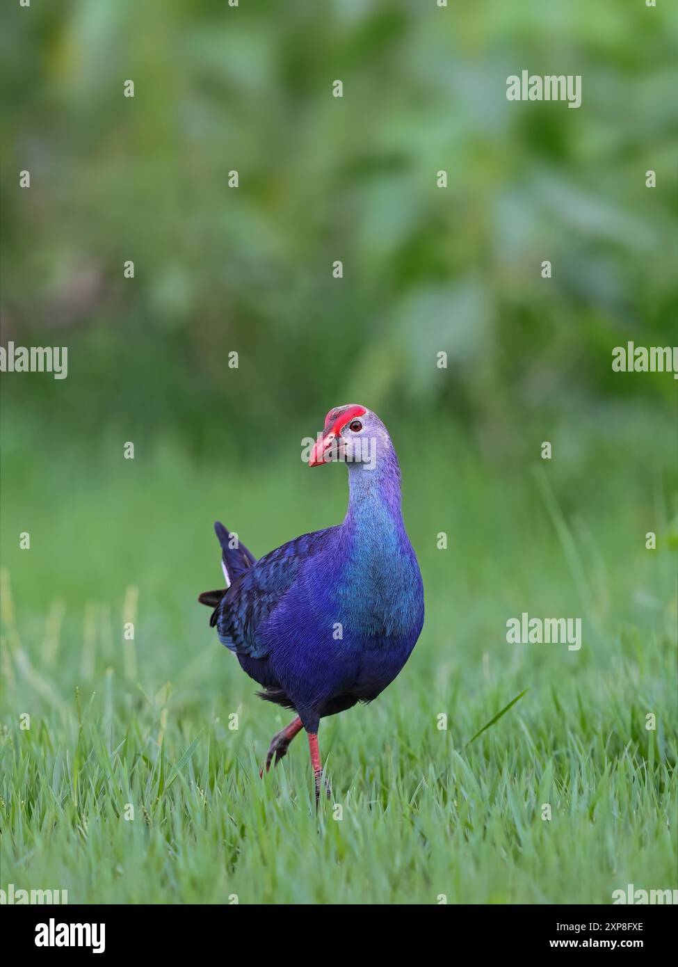 La palude viola o la palude dalla testa grigia, si trova in Medio Oriente, attraverso il subcontinente indiano fino alla Cina meridionale e alla Thailandia settentrionale. Foto Stock