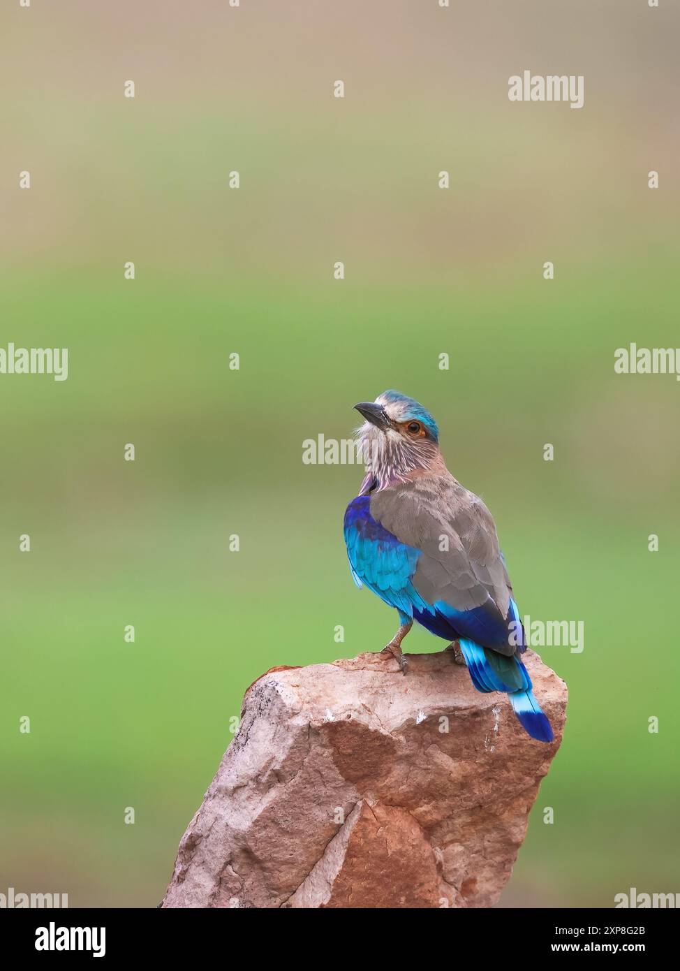 Indian Roller - Un bellissimo e colorato uccello, che si trova in tutto il subcontinente indiano. Foto Stock