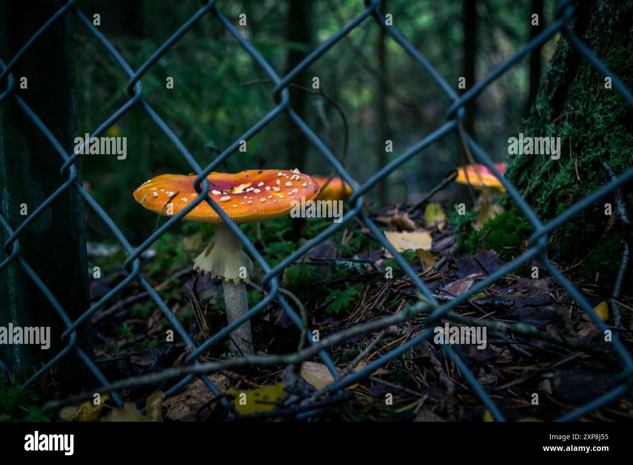 vola agarico nella foresta di funghi dietro la recinzione Foto Stock