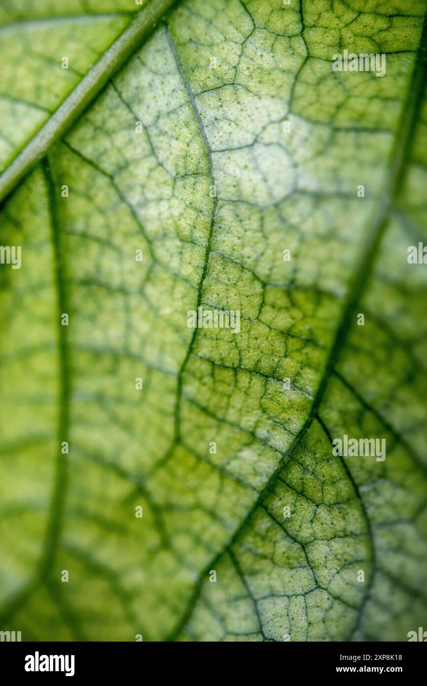 Dettaglio della foglia di una pianta verde Foto Stock