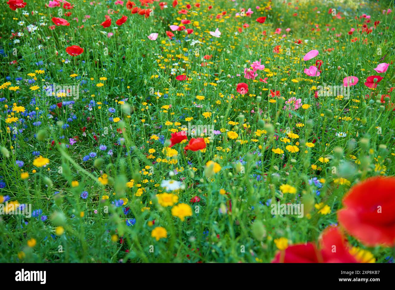 Prato colorato di fiori selvatici con papaveri rossi e fiori gialli in piena fioritura. I vivaci fiori selvatici fioriscono nel campo estivo con erba verde. Beaut Foto Stock