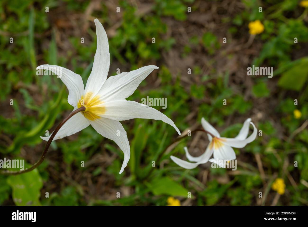 Dark Stem diventa giallo e poi diventa bianco sull'Avalanche Lily nel Parco Nazionale del Monte Rainier Foto Stock