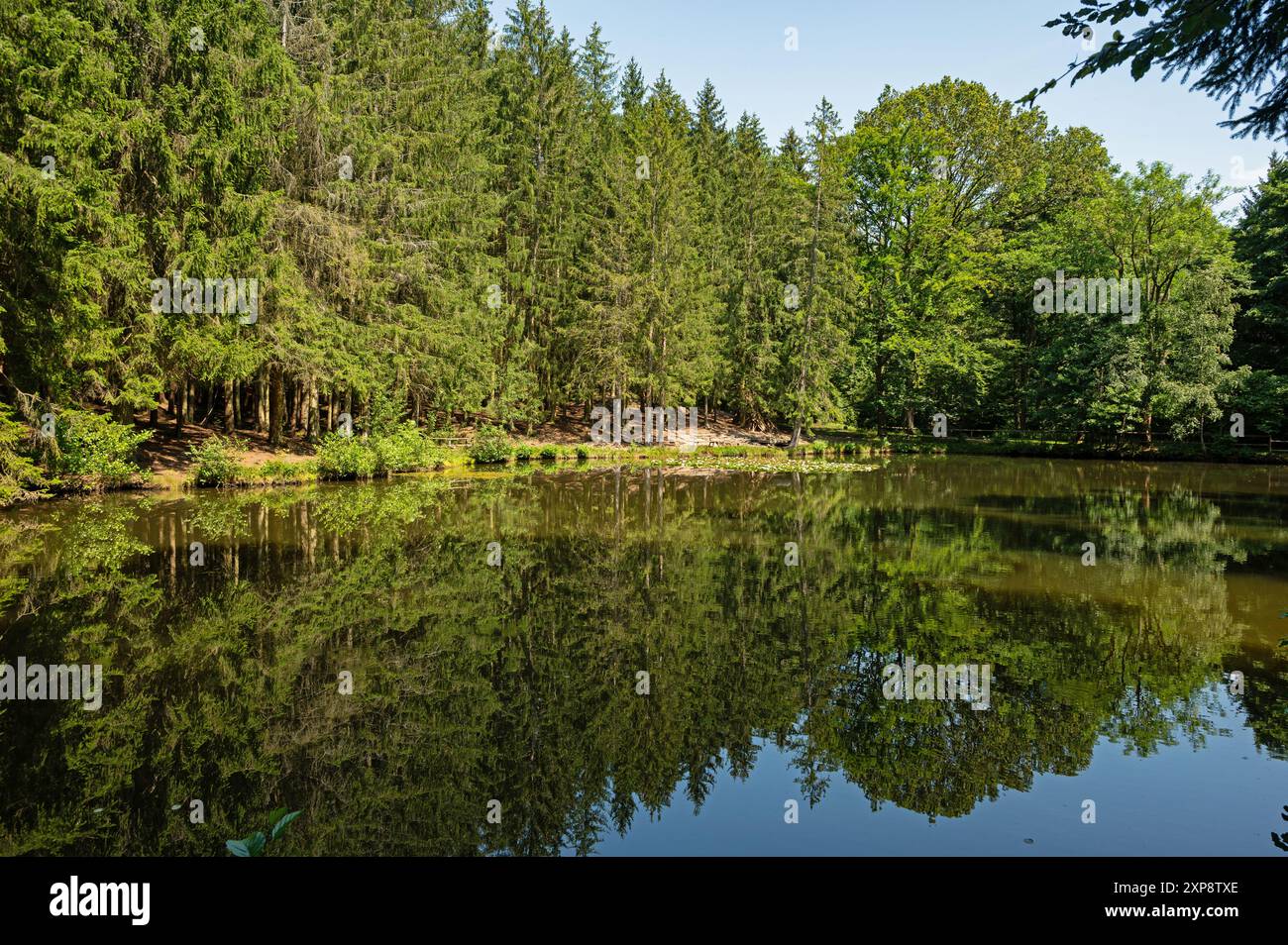 Laghetto Komstkochsteich nella foresta della turingia vicino a Friedrichroda Foto Stock