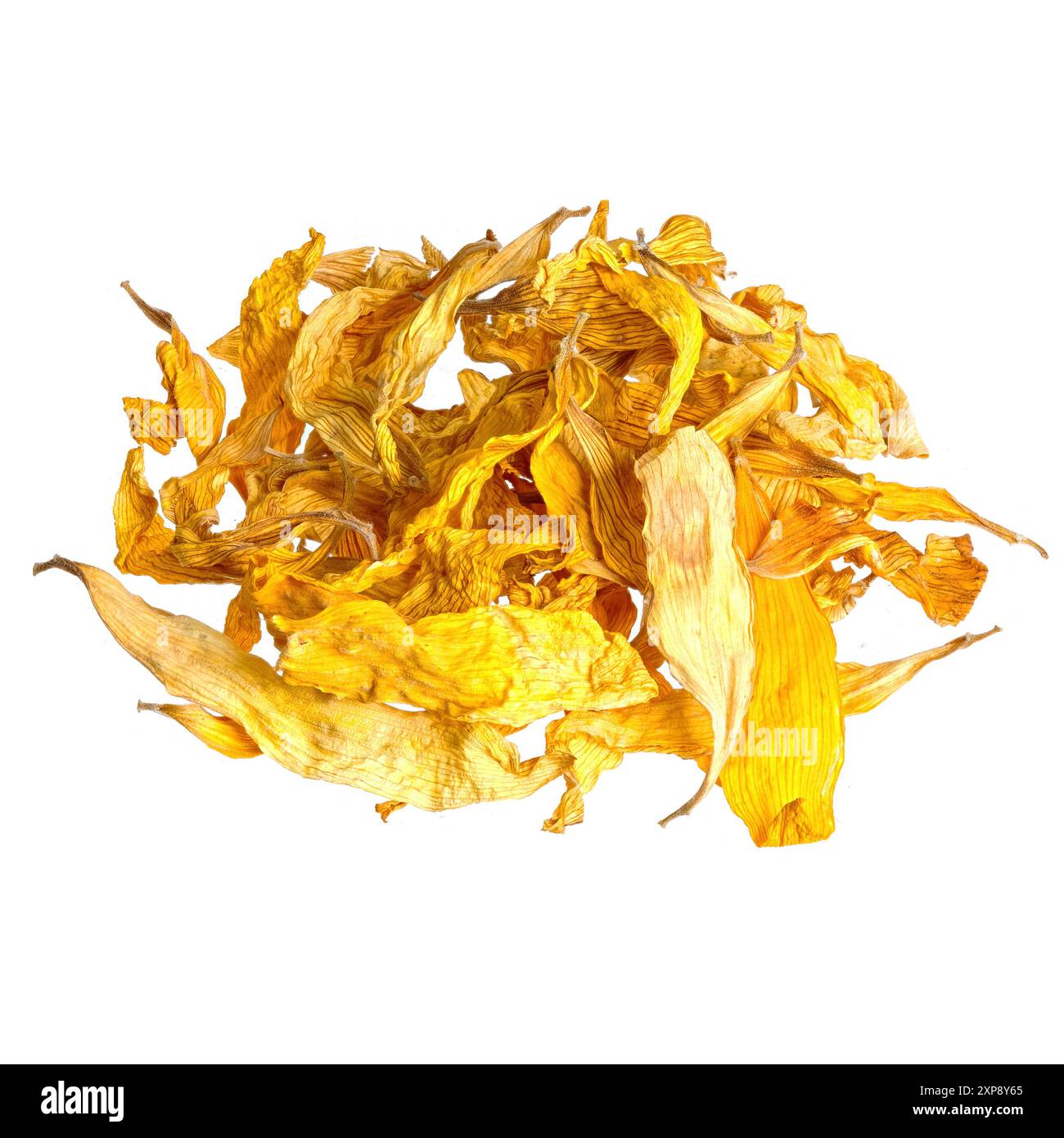 Petali di girasole essiccati isolati su bianco: Per il tè, medicina alternativa. Foto Stock