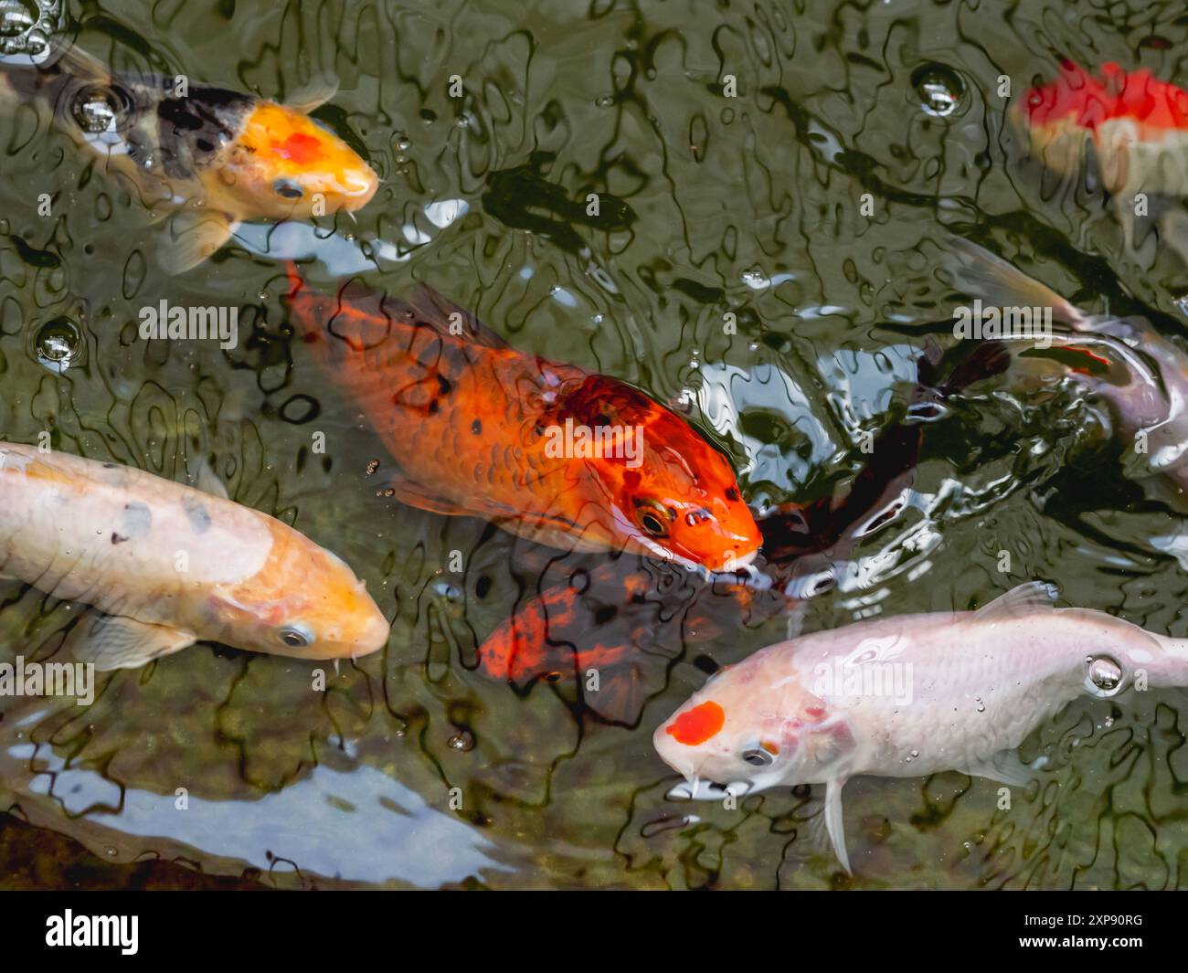 Carpa di Amur o Cyprinus rubrofuscus, di solito chiamato Koi o nishikigoi. Pesci colorati decorativi in acqua. Foto Stock