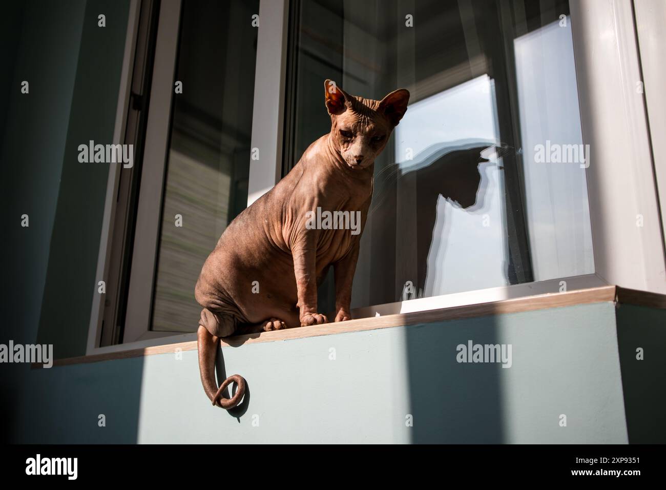 Un gatto canadese calvo Sphynx siede su un davanzale su un balcone in una giornata di sole con ombre contrastanti. Animali domestici. Animali felini in interni moderni. Foto Stock
