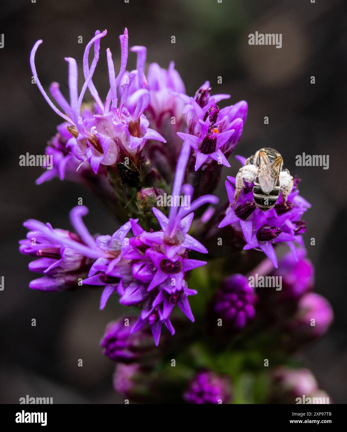 Fiore viola con Bumblebee - Una fotografia dai colori vivaci che cattura un bumblebee arroccato su un fiore viola, mettendo in risalto la bellezza della natura. Foto Stock Fiore viola con Bumblebee - Una fotografia dai colori vivaci che cattura un bumblebee arroccato su un fiore viola, mettendo in risalto la bellezza della natura. Foto Stock