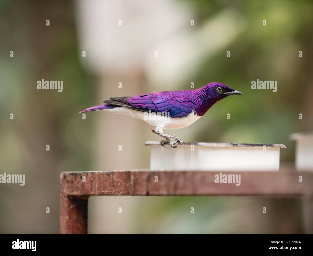 Ritratto completo di starling o Cinnyricinclus leucogaster, conosciuto anche come starling color prugna o amethyst starling. Foto Stock