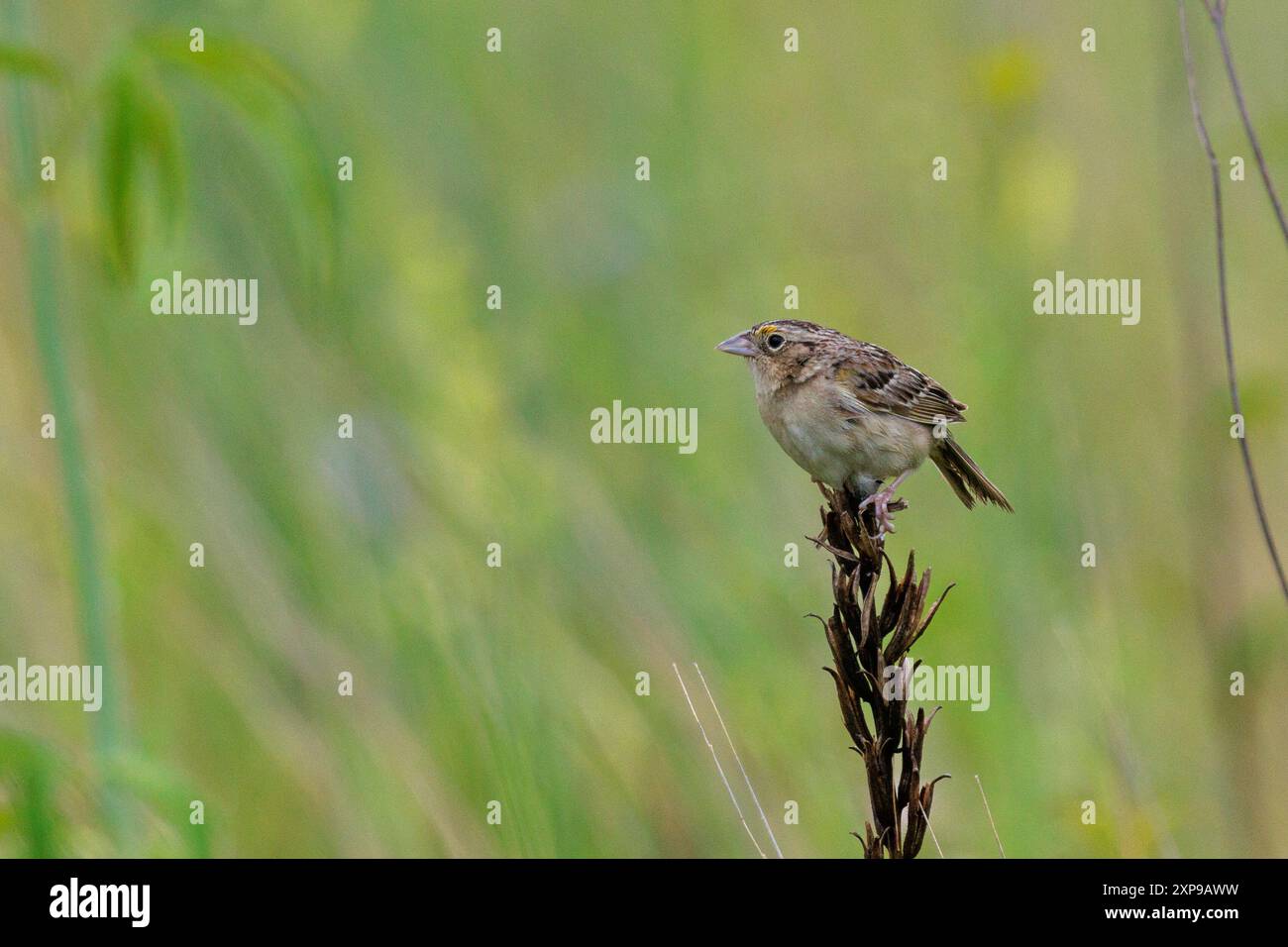 Grasshopper Sparrow Foto Stock