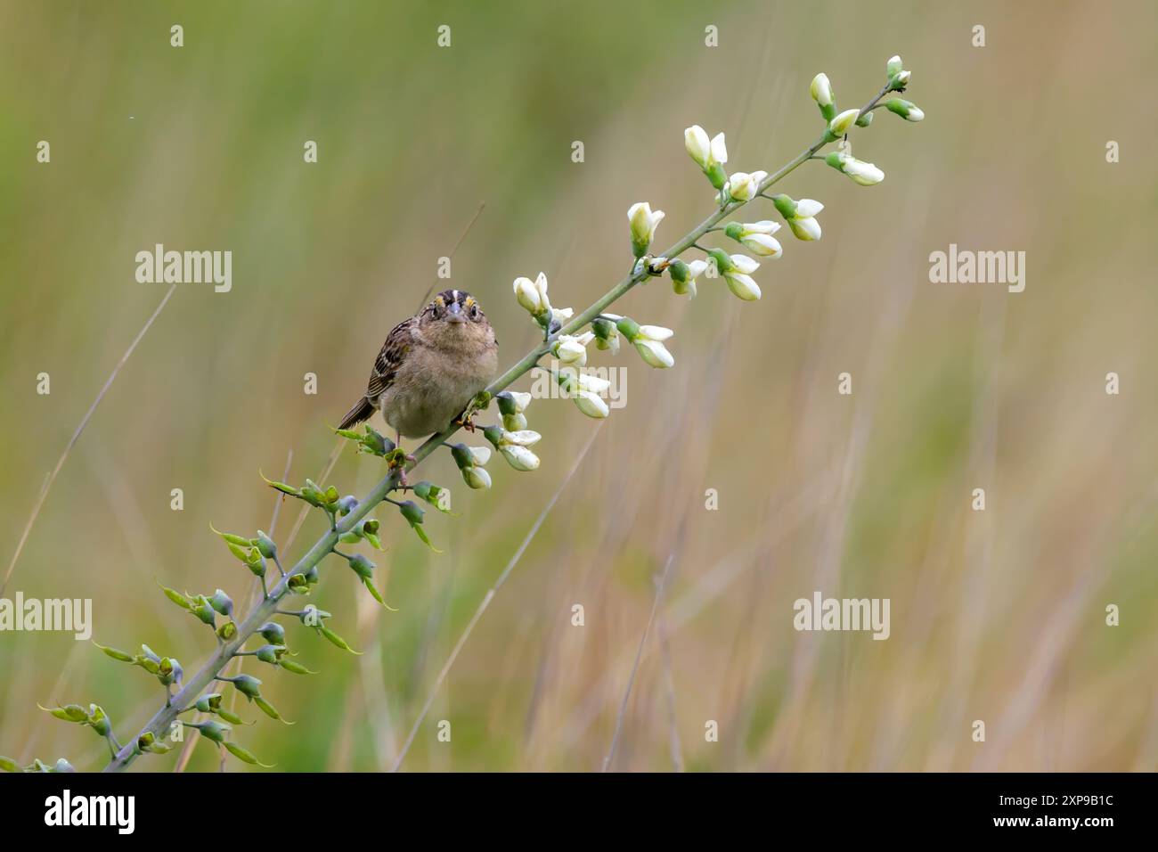 Grasshopper Sparrow Foto Stock