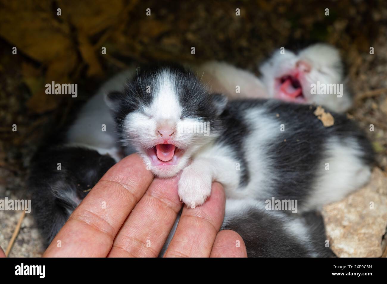 I gattini appena nati piangono per strada. Foto Stock
