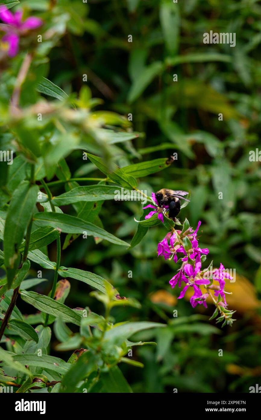 Ape on Purple Wild Flowers Foto Stock