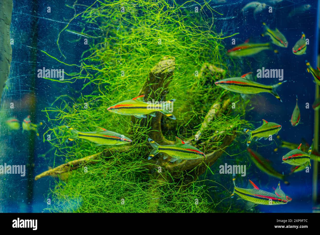 Denison Barb Sahyadria denisonii che nuotano su un acquario con sfondo sfocato. Gregge di pesci di rana puntius denisonii in acquariu di acqua dolce Foto Stock