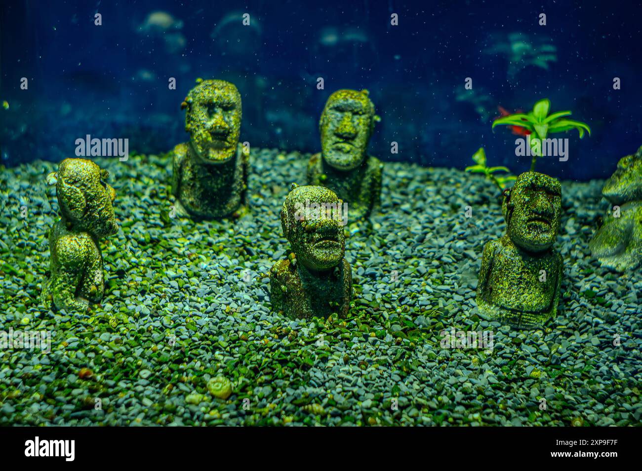 Denison Barb Sahyadria denisonii che nuotano su un acquario con sfondo sfocato. Gregge di pesci di rana puntius denisonii in acquariu di acqua dolce Foto Stock