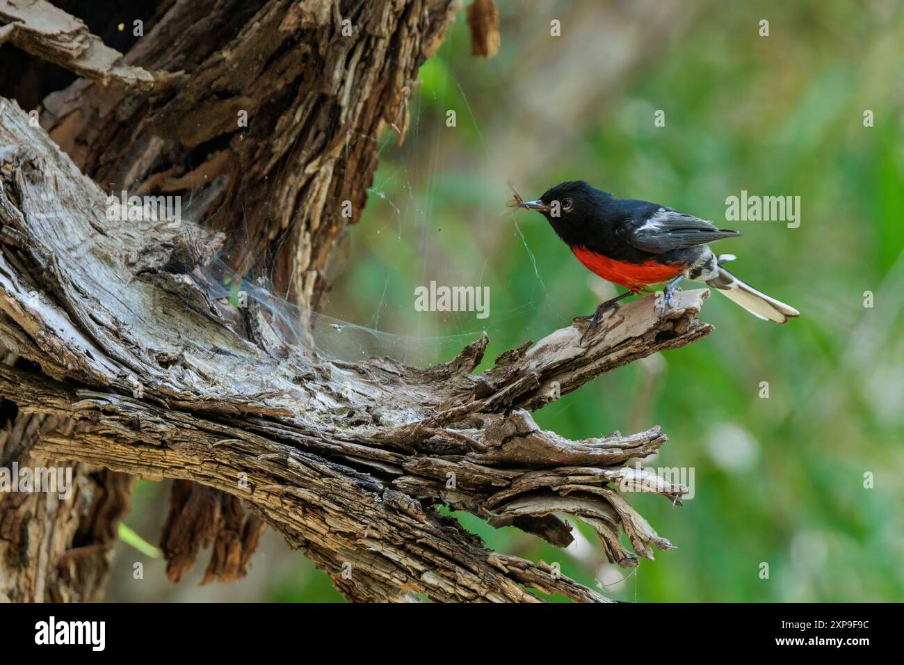 Dipinto Redstart Foto Stock