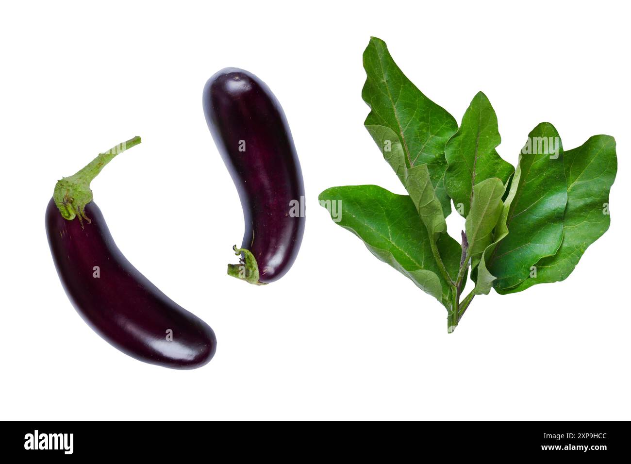 Set di melanzane con foglie isolate su sfondo bianco. Verdure vegetariane a basso contenuto calorico. Verdure di colore scuro su sfondo bianco. Foto Stock