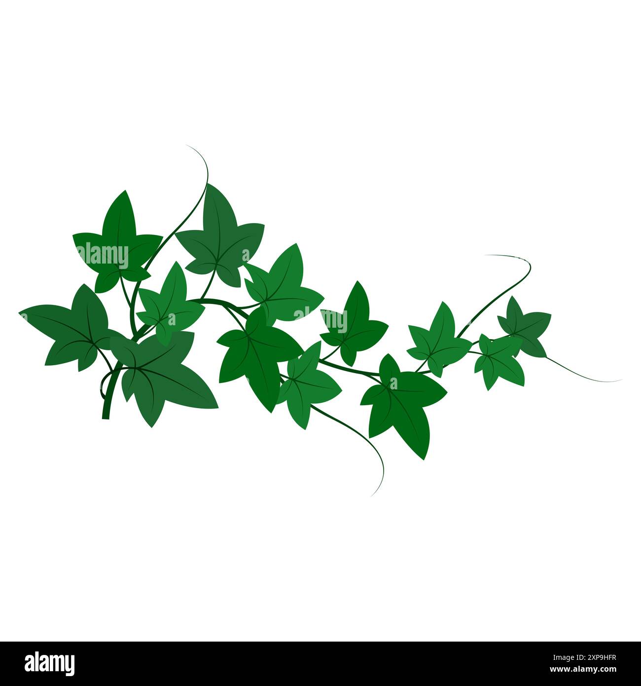 Foglie di edera verde. Vettore di piante striscianti. Illustrazione del fogliame naturale. Arte botanica. Illustrazione Vettoriale