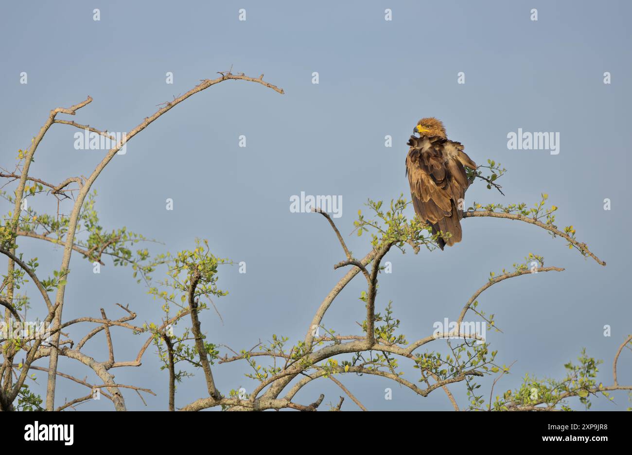 Aquila Tawny arroccata su una cima ad un albero. Serengeti occidentale. Area di Grumeti. Parco nazionale del Serengeti, Tanzania. Foto Stock