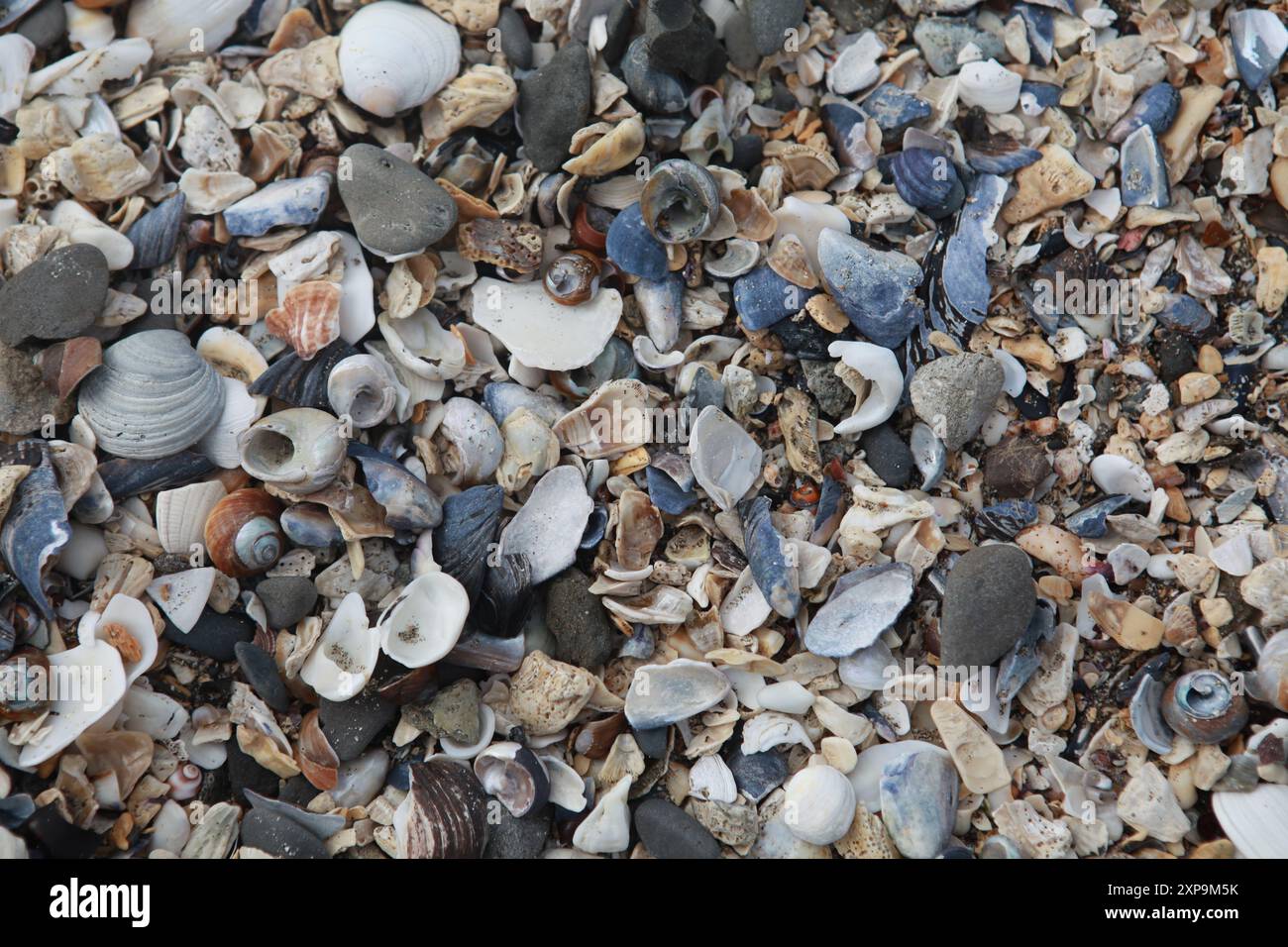 Conchiglie marine sulla spiaggia, Pillar Point, Half Moon Bay California USA Foto Stock