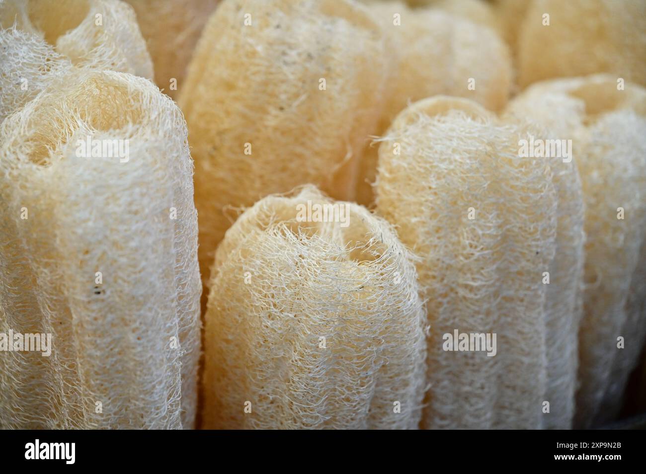 Loofah, non solo un ingrediente delizioso, ma anche uno strumento di pulizia ecologico naturale. Le sue fibre dense e saponine lo rendono ideale per la pulizia di vasi Foto Stock