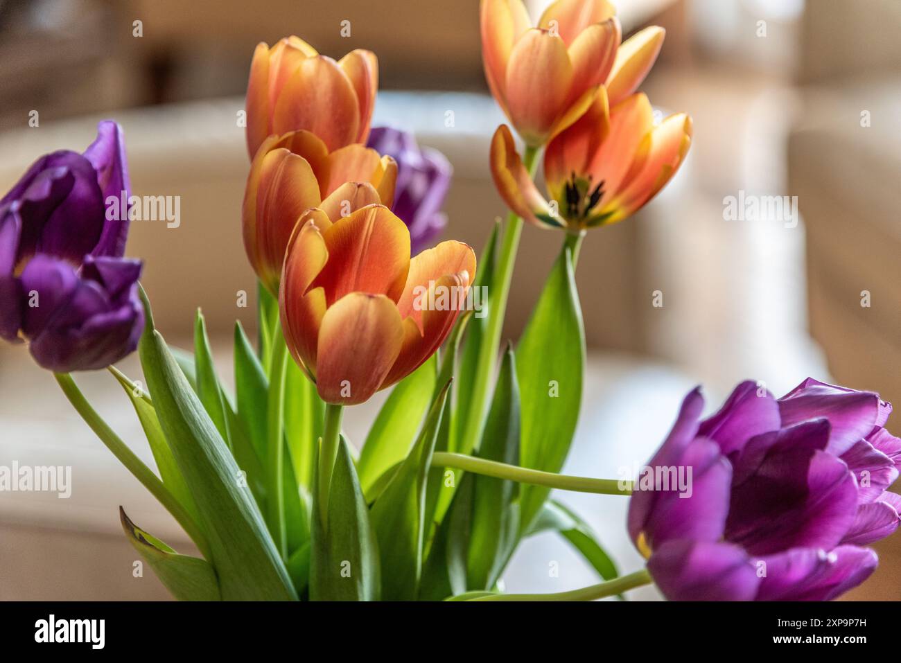 Mazzo di fiori di tulipani viola e arancio in un ambiente di arredamento con sfondo marrone, beige, casa e luce brillante. Foto Stock