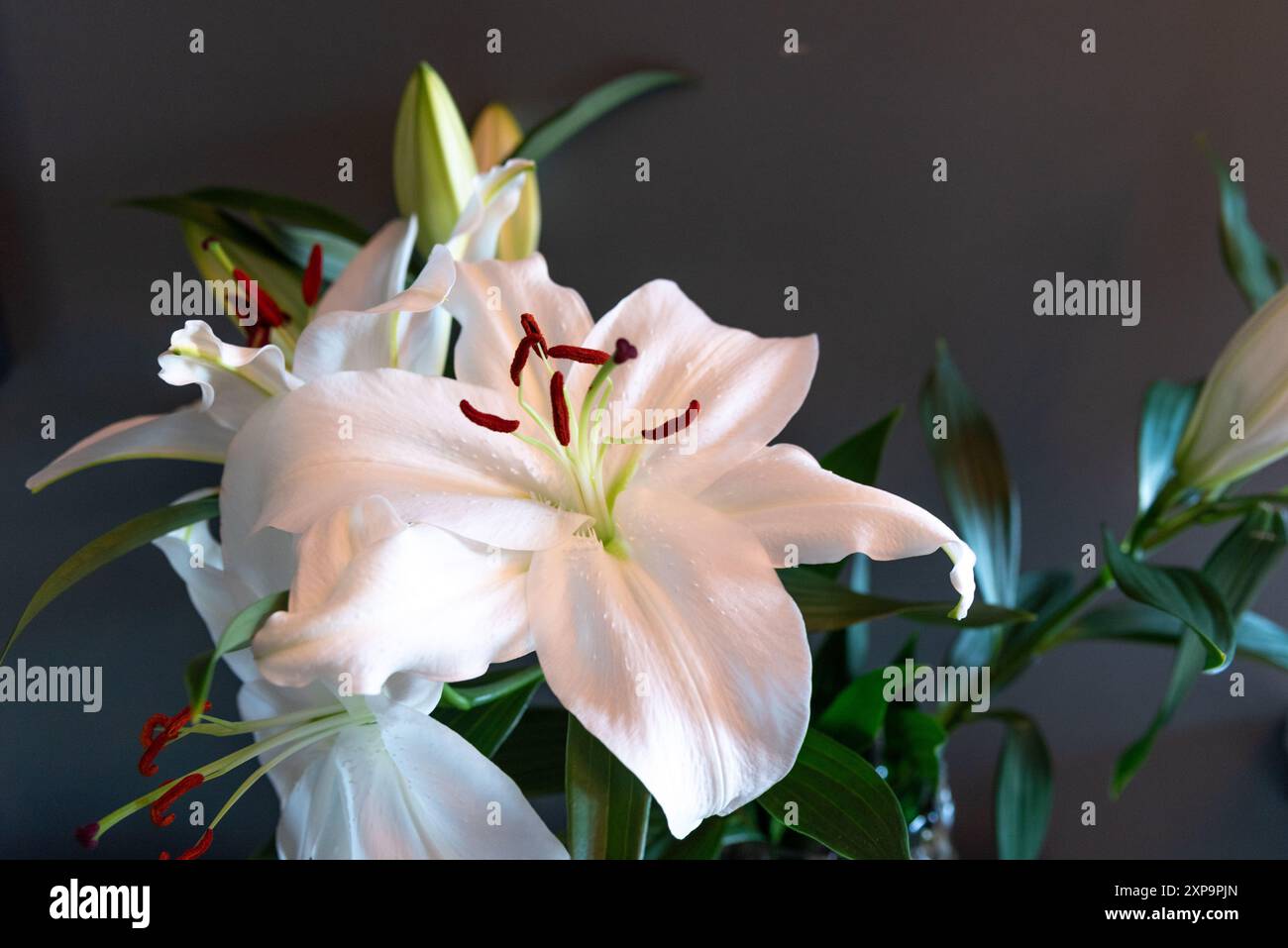 Un meraviglioso mazzo bianco di fiori di giglio in un ambiente diurno con luce naturale per arredare la casa, colori bellissimi e immagini di sfondo per la casa Foto Stock