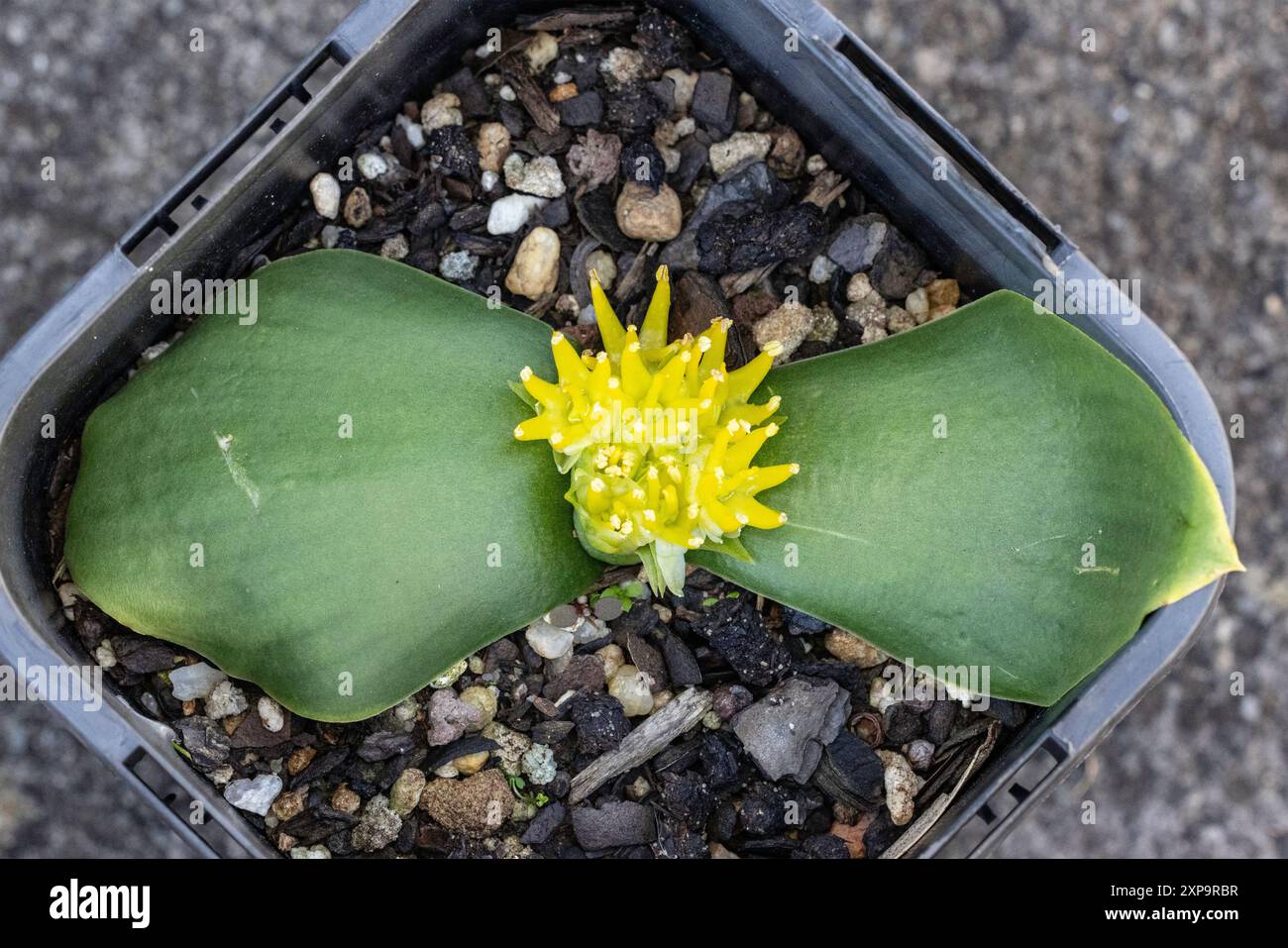 Massonia citrina, pianta erbacea non comune dal Sudafrica Foto Stock