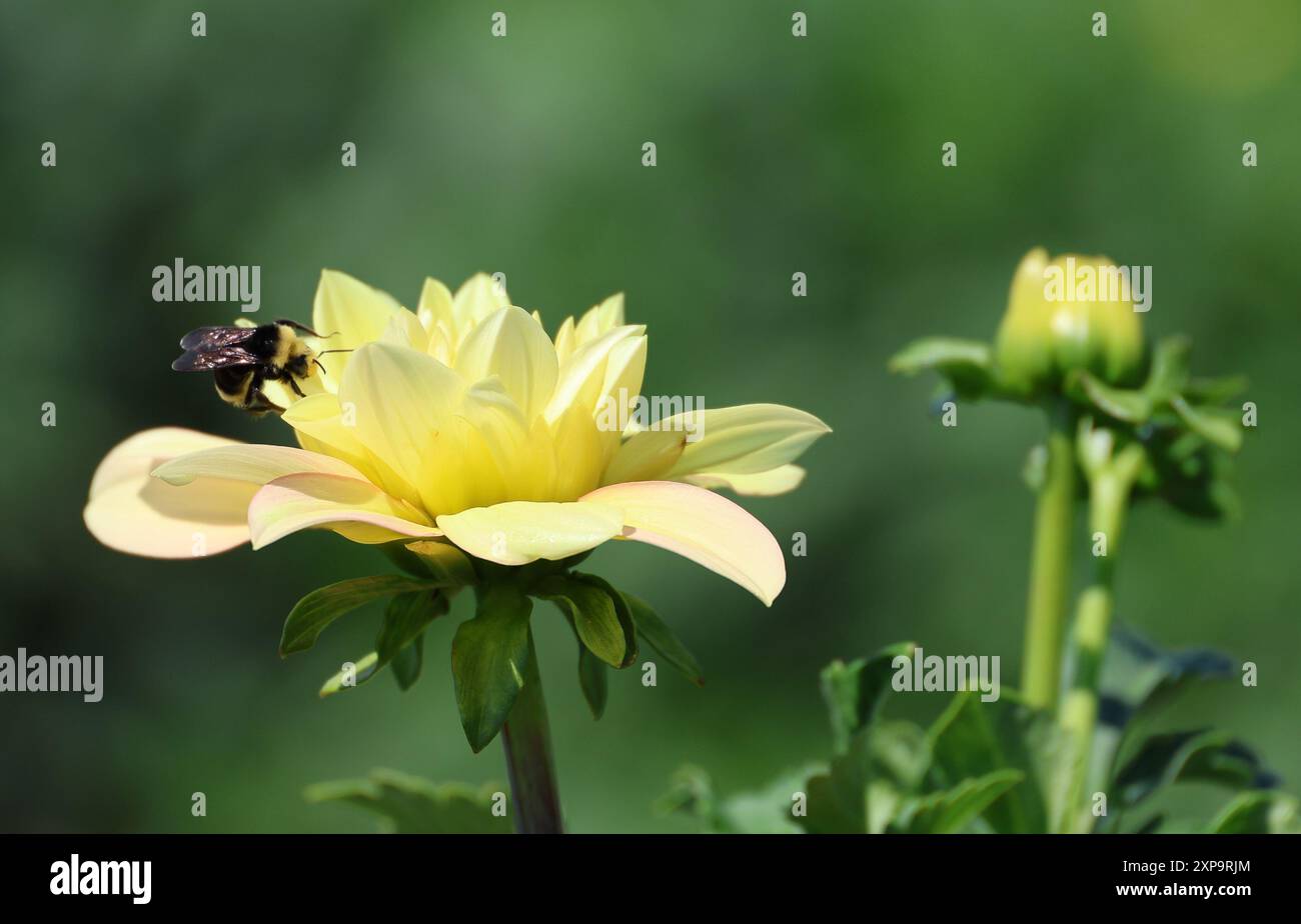 Bumblebee su Yellow Dahlia Foto Stock