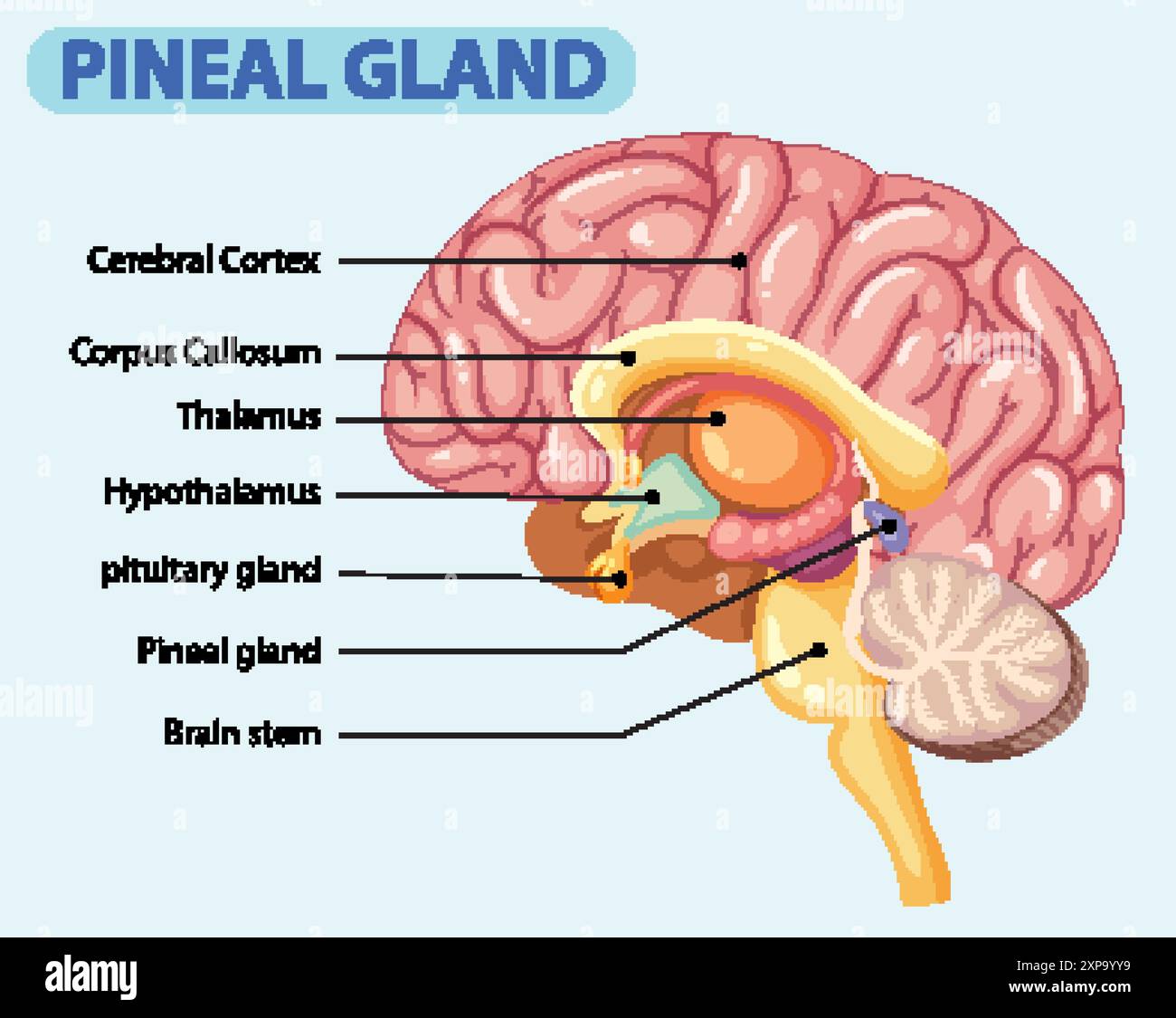 Illustrazione dettagliata delle parti cerebrali e della ghiandola pineale Illustrazione Vettoriale