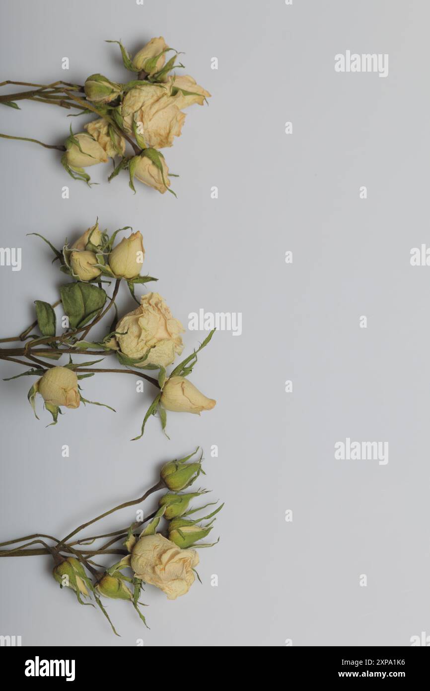 Rose beige essiccate. Giacere su uno sfondo bianco. Lungo il lato sinistro del telaio. Foto Stock