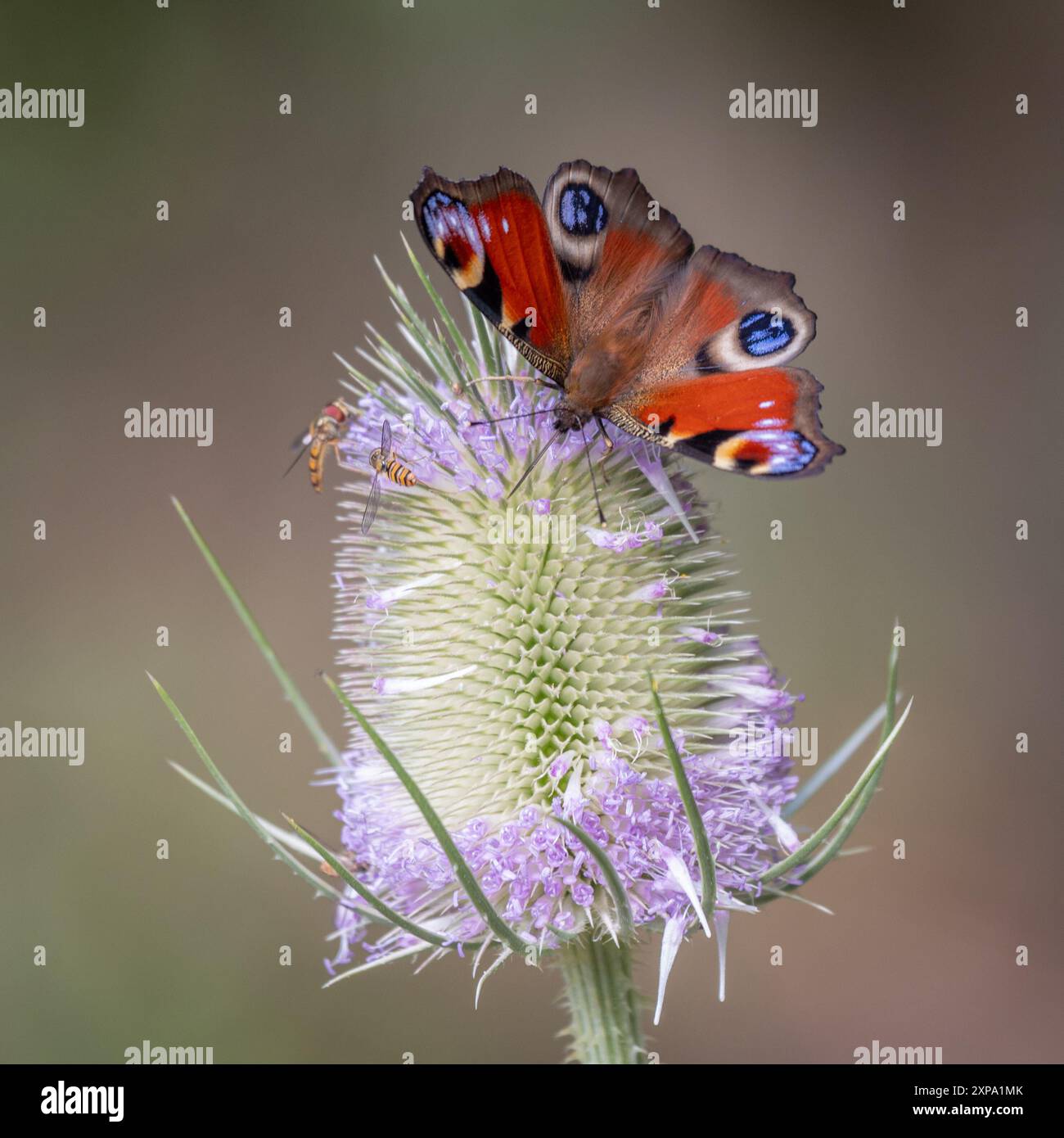 Primo piano di una farfalla di pavone sulla testa verso un cucchiaino. Ci sono anche due piccole mosche sulla stessa testa. Foto Stock