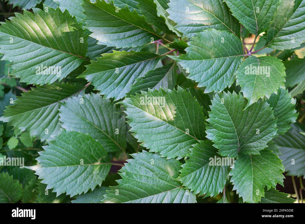 Primo piano di lussureggianti foglie verdi che crogiolano alla luce del sole, mostrando la bellezza e la freschezza della natura. Foto Stock