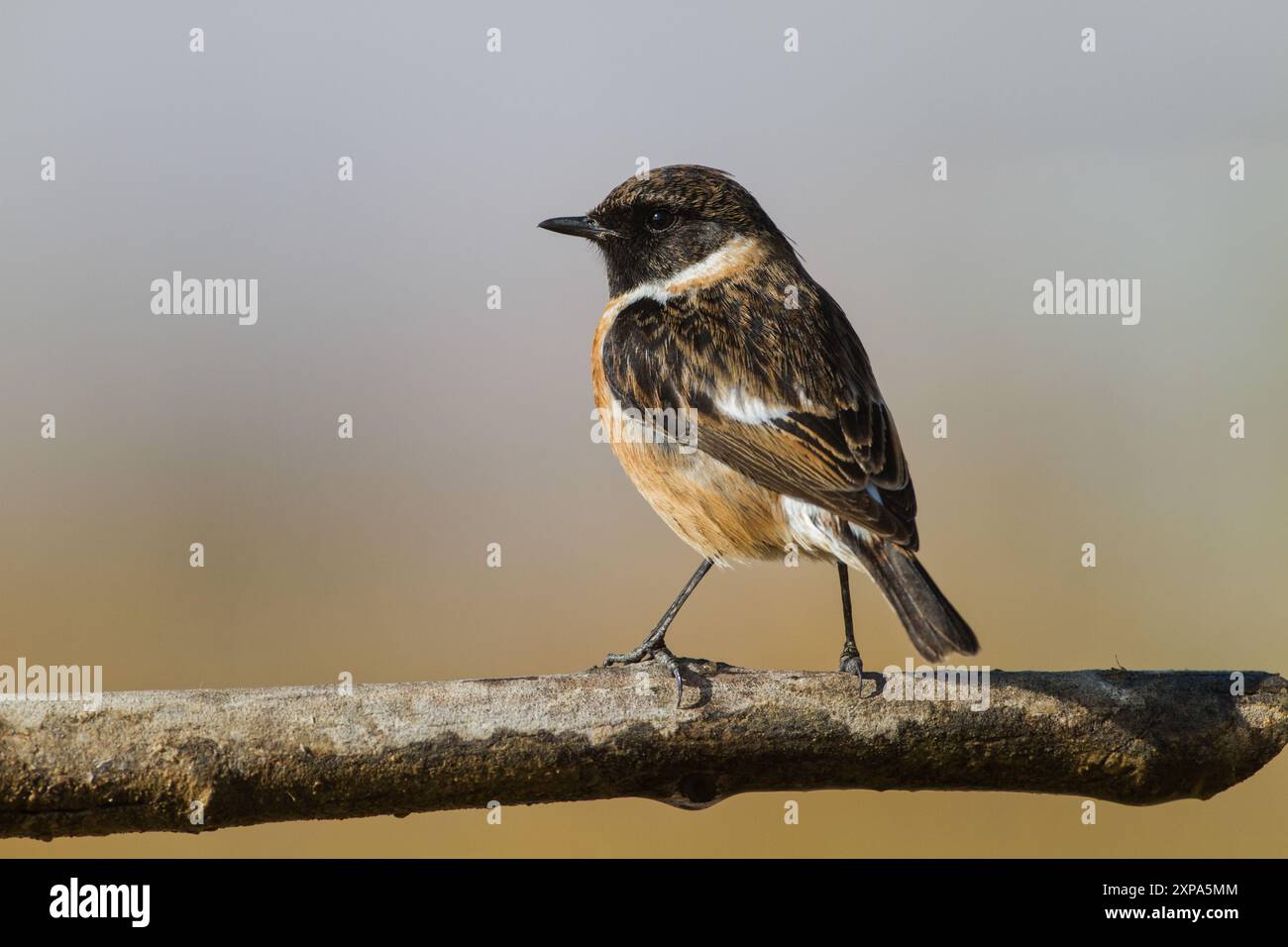 European stonechat (Saxicola rubicola) Foto Stock