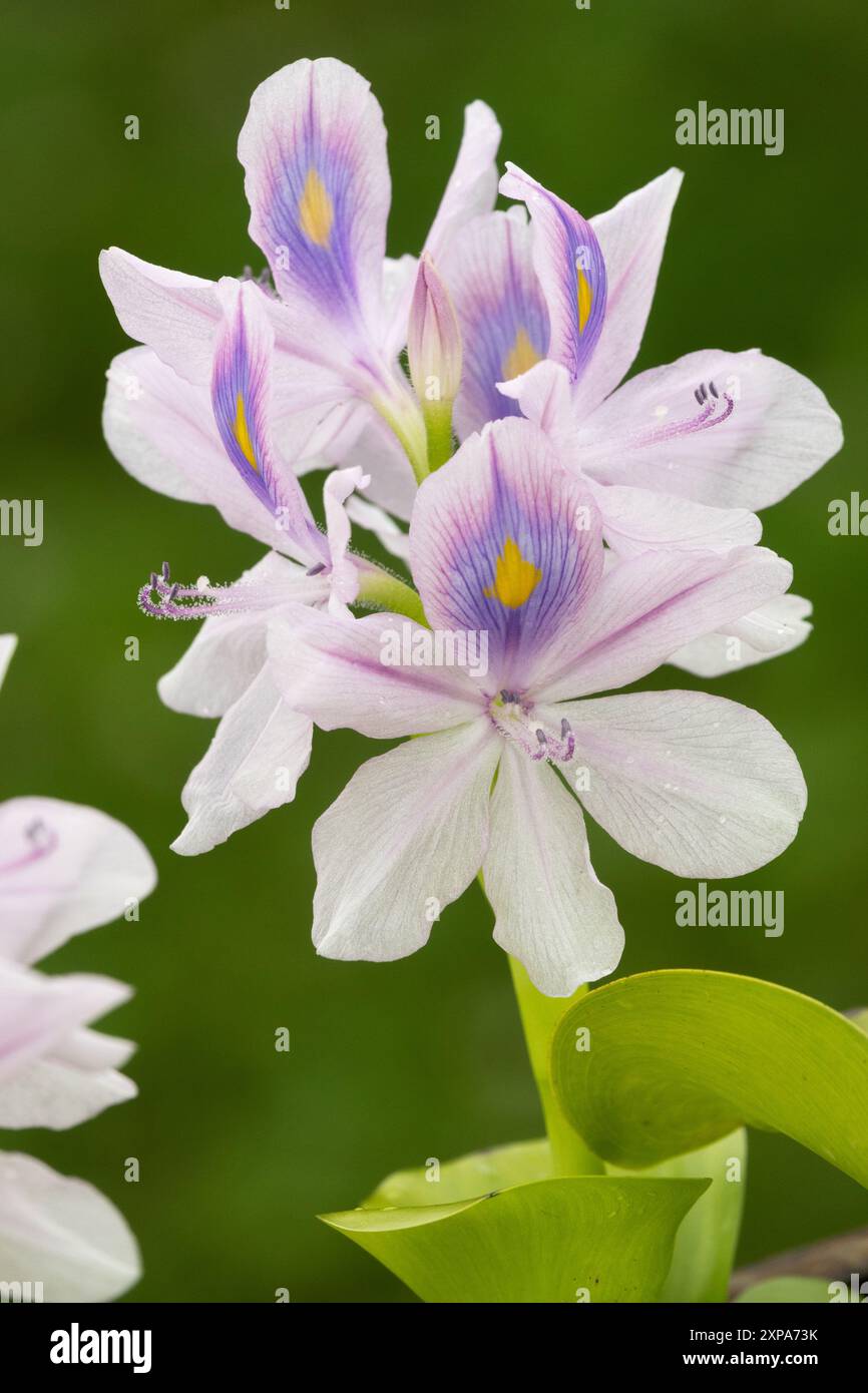 Giacinto d'acqua comune Eichhornia crassipes, sfondo verde ritratto, pianta acquatica Foto Stock