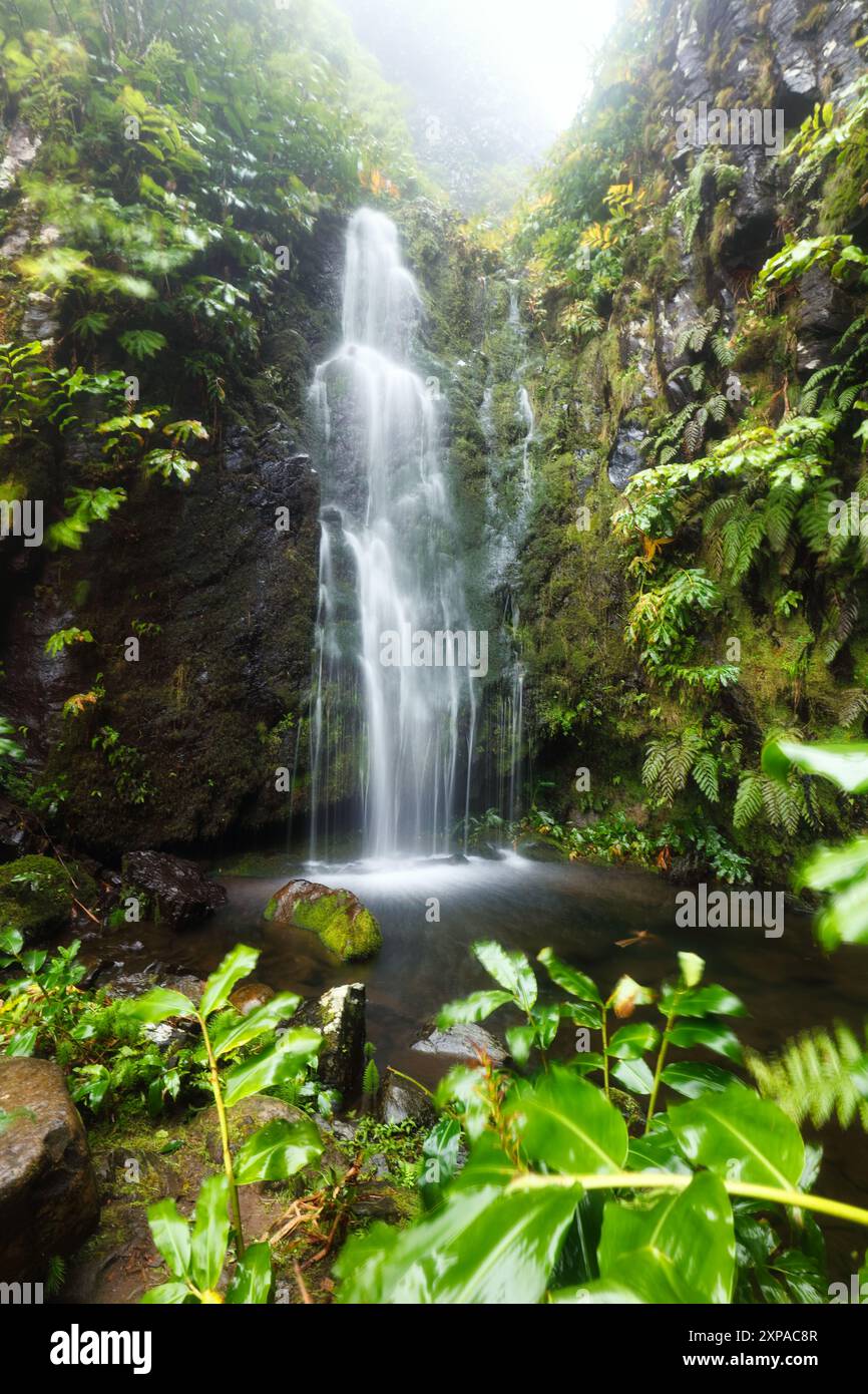 Cascata della foresta pluviale con vegetazione verde nell'isola di Flores, Azzorre, Portogallo Foto Stock