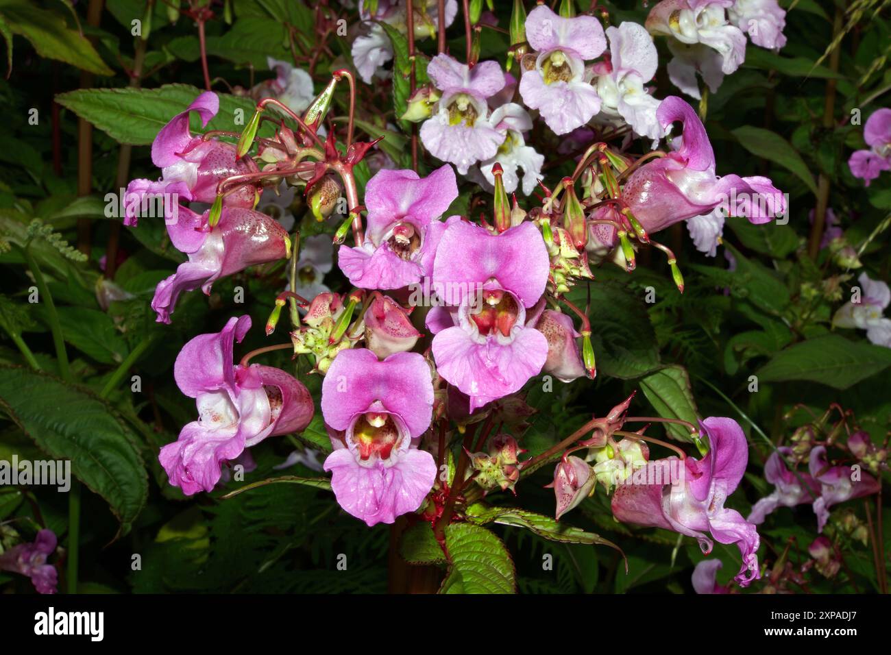 Impatiens glandulifera (balsamo himalayano) è originario dell'Himalaya, ma è stato introdotto in gran parte dell'emisfero settentrionale dove è invasivo. Foto Stock