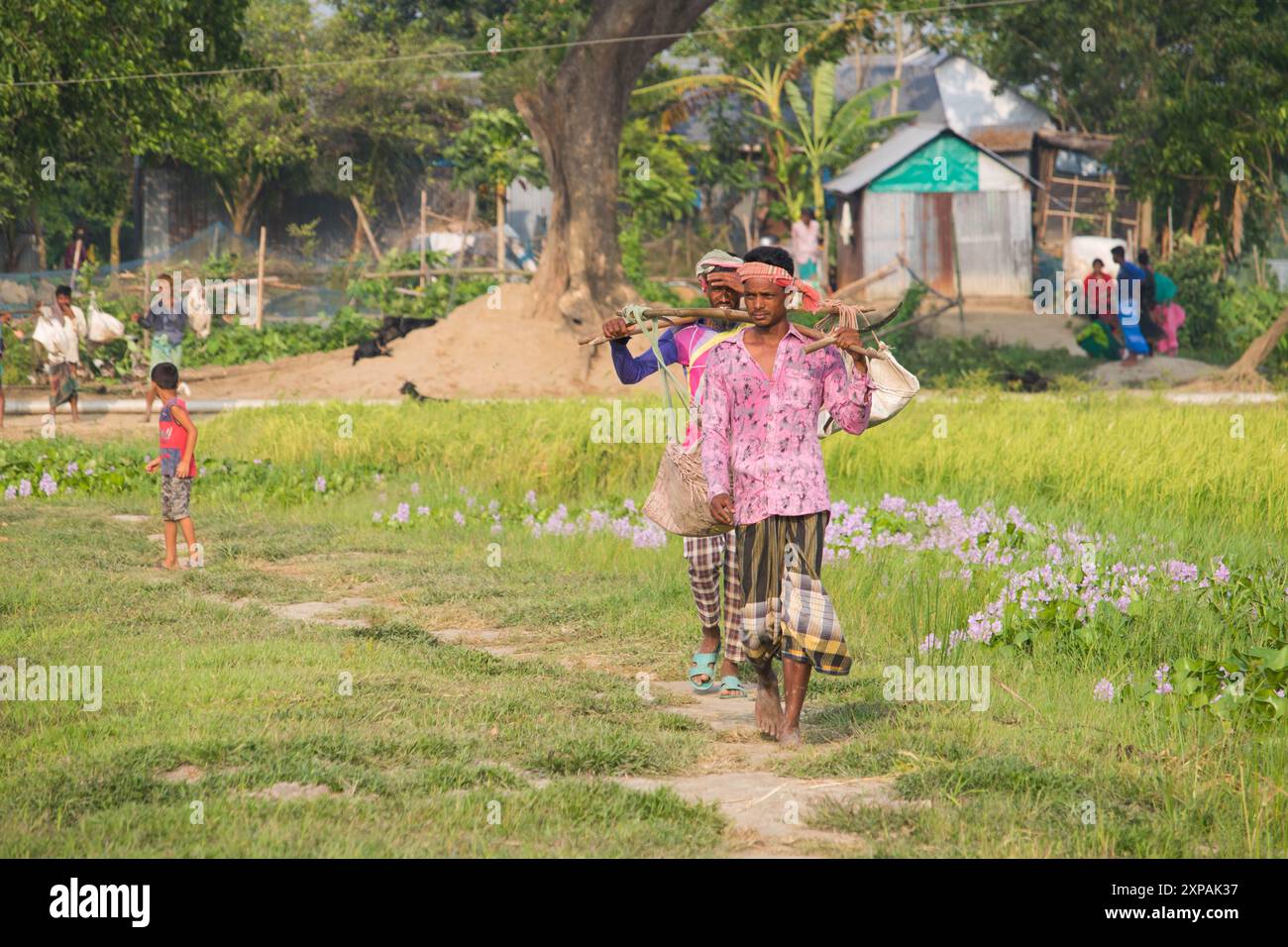 Campo di riso su risaia di colore verde vegetazione lussureggiante è un'agricoltura. Gli agricoltori stanno tornando a casa in Bangladesh. Cumilla, 21 aprile 2024 Foto Stock