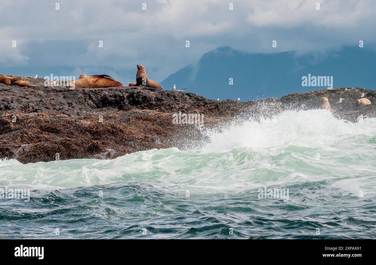 Leoni marini sulla riva del mare Foto Stock