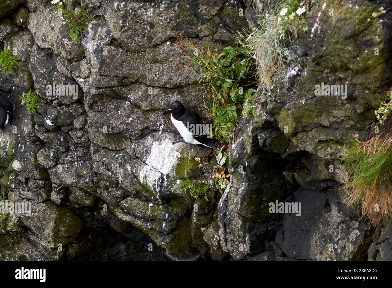 nidificare uccelli marini di rana su una scogliera chiassosa e riserva naturale kinramer a ovest della contea dell'isola di rathlin, antrim, irlanda del nord, regno unito Foto Stock