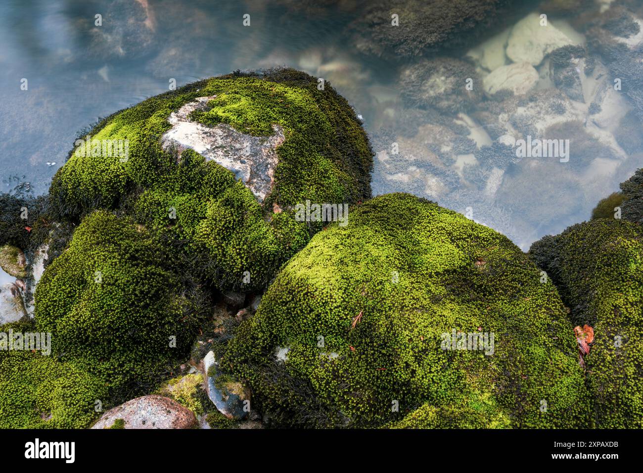Moss on Rocks, Whistler, British Columbia, Canada Foto Stock