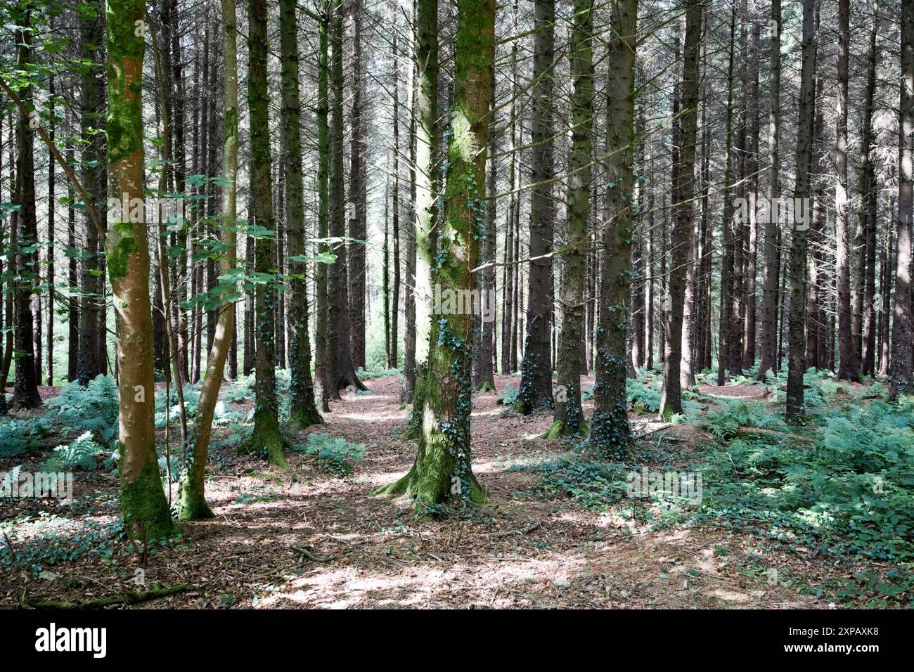 linee regolari di pini nella foresta di hillsborough nella contea reale di hillsborough lungo l'irlanda del nord nel regno unito Foto Stock