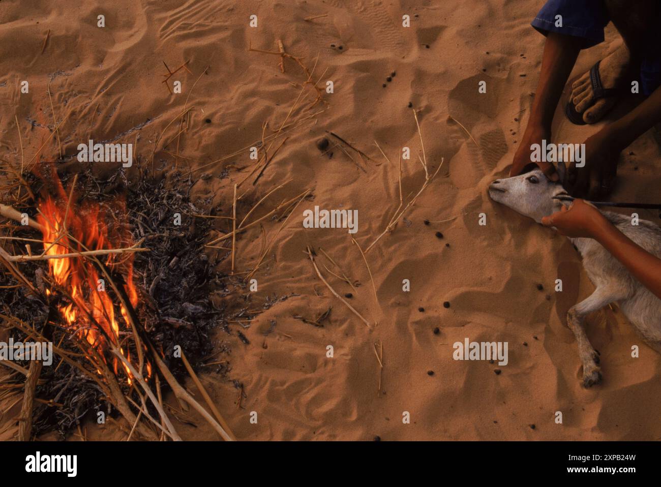 Capre di marca dei ragazzi tuareg nel deserto del Sahel vicino a Timbuktu, Mali, Africa occidentale. Foto Stock