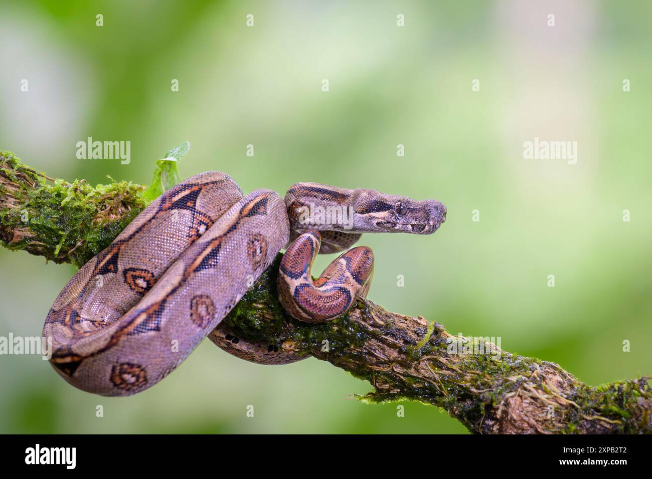 Boa Constrictor (Boa constrictor) ritratto, avvolto sul ramo, foresta pluviale, Costa Rica. Foto Stock